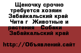 Щеночку срочно требуется хозяин! - Забайкальский край, Чита г. Животные и растения » Собаки   . Забайкальский край